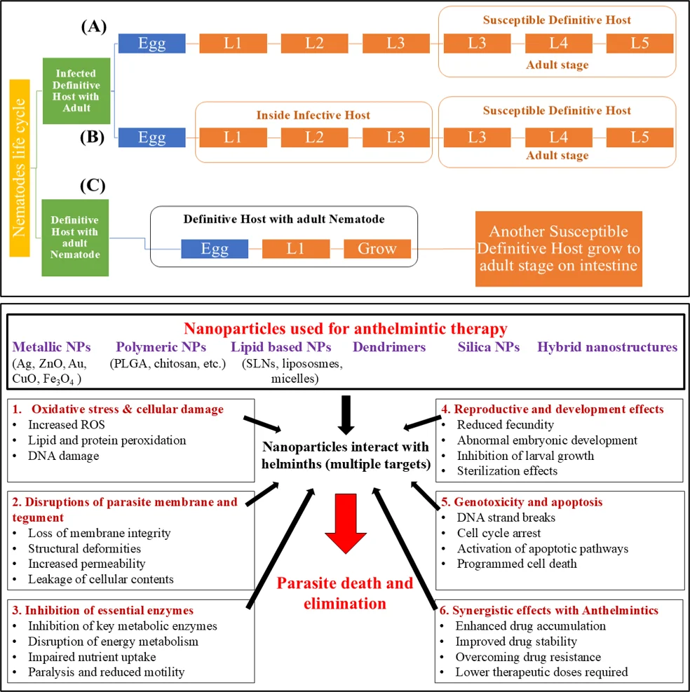 Nanomedicine for Human and Veterinary Helminthiasis: Anthelmintic Delivery, Resistance, and Host–Parasite Interactions — graphical abstract
